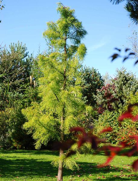 Bluebell Arboretum and Nursery